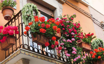 Ideje beszedni a muskátlikat, éjszakai fagyok jönnek