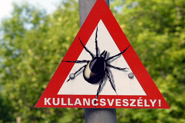Legyen óvatos, újra itt a kullancsveszély