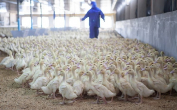 Feloldotta a Nébih a Bács-Kiskun megyei madárinfluenza védőkörzeteket
