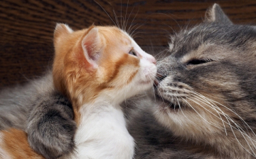 Összefogás a cicamentőkért!