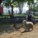 Levetkőztek a Mezgé tangazdaság birkái