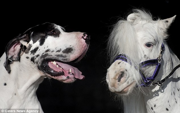 Egy dán dog lett a törpeló legjobb barátja