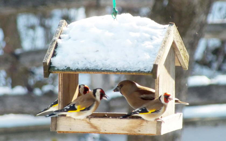 Legalább négy oka van, hogy hetek óta üresek a madáretetők