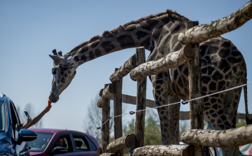 Csütörtöktől látogatható a szafari park Nagykőrösön