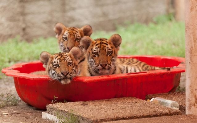 Rendkívüli támogatást kaphatnak a magánalapítású állatkertek