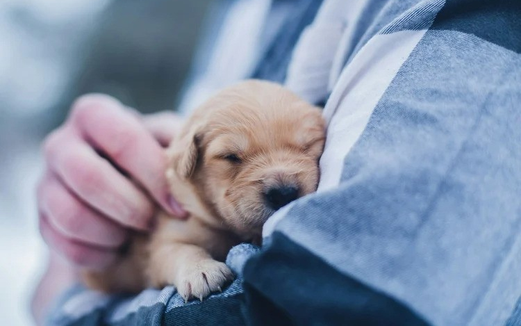 Szigorodnak az állatvédelmi szabályok Magyarországon