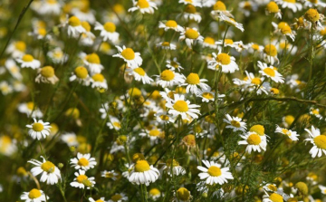 A 8 legnépszerűbb szépítő növény