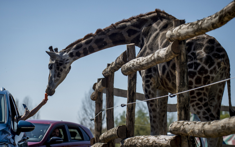 Csütörtöktől látogatható a szafari park Nagykőrösön