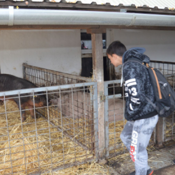 A megye tizennégy általános iskolájának végzősei látogattak el a Mezgé pályaorientációs napjára