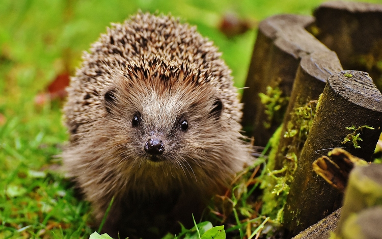 Hamarosan téli álomba szenderülnek a sünök, óvatosan a kertekben!