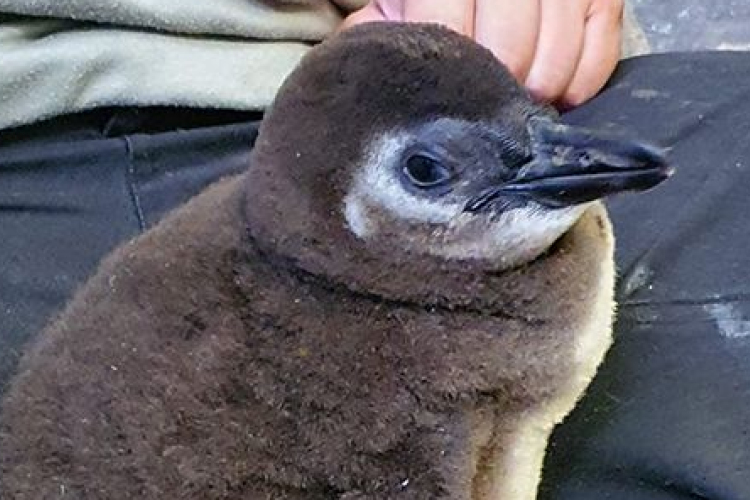 Ő itt Törpapa és Grün pingvinfiókája