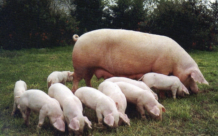 Jó hír az anyakoca tartóknak