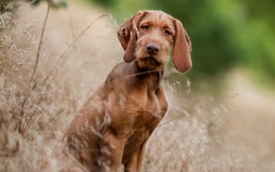 Jó hír a kutyatartóknak