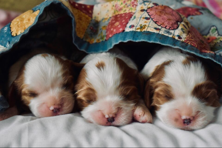 Áprilistól regisztrációköteles lesz a kisállat-kereskedelem