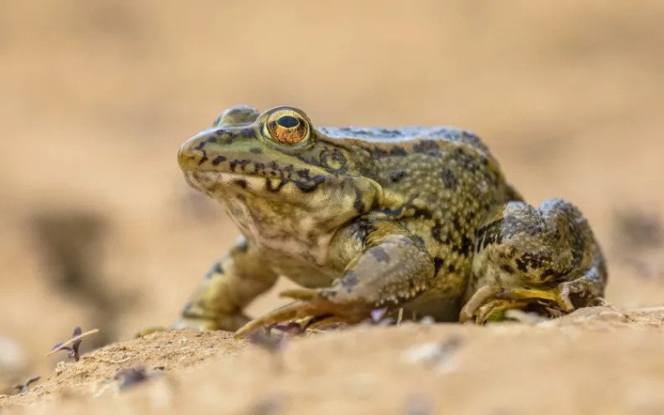A lakosság is segítheti a fogságba esett békák mentését