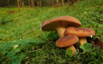 Gomba- és gyógynövény-ismereti túra Bugacon a Petőfi emlékév alkalmából