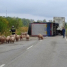 Sertéseket szállító kamion pótkocsija borult fel