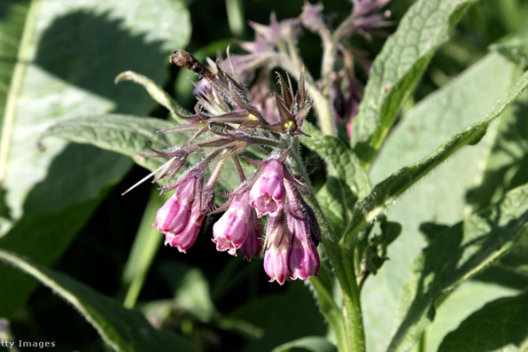 A fekete nadálytő az év gyógynövénye