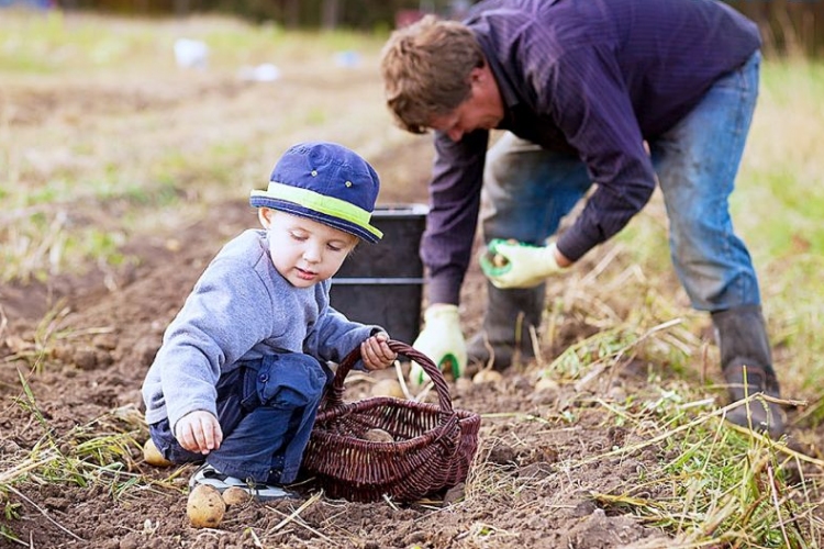 Idénymunka kereső portállal segíti a mezőgazdasági munkavállalást az agrártárca