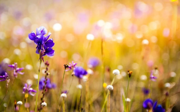 Orchideák a viperák lakta gyepeken