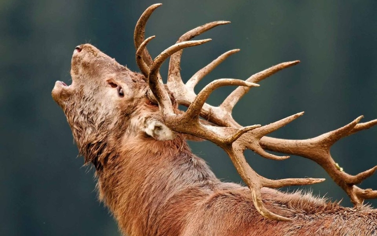 Szarvasbőgést hallgató túrákat szervez a Gemenc Zrt.