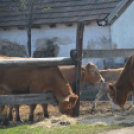 Pályaorientációs napot tartottak a Mezgében