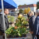 Őszi virágvásárt tartottak a városközpontban