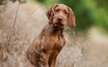 Jó hír a kutyatartóknak