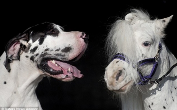 Egy dán dog lett a törpeló legjobb barátja