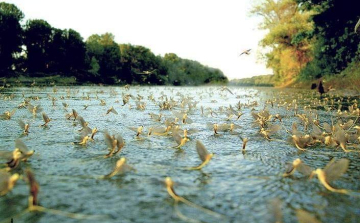 Napokon belül virágzik a Tisza
