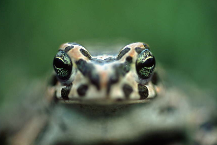 A zöld varangyot választották az év kétéltűjének Magyarországon