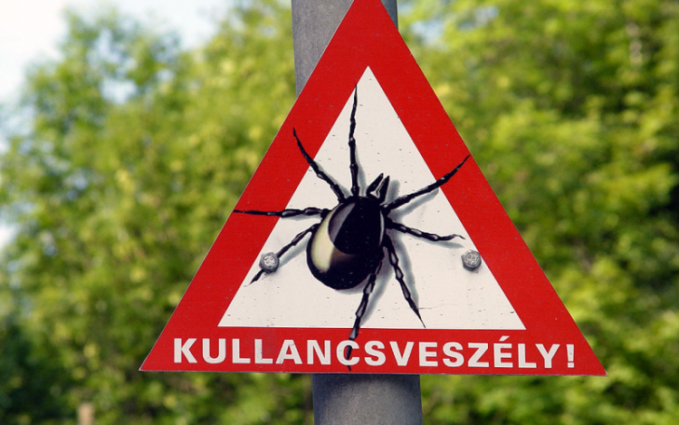Legyen óvatos, újra itt a kullancsveszély