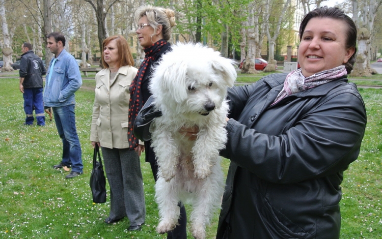 A kutyáké volt a főszerep