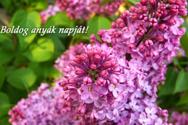 Köszöntjük az Édesanyákat és Nagymamákat