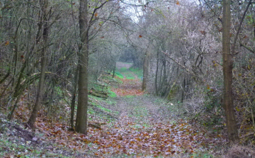 Értékes löszvölgyek élőhely-rehabilitációja Érsekhalma térségében