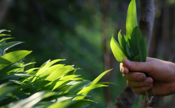 Idén már február végén elkezdődhet a medvehagyma-szezon