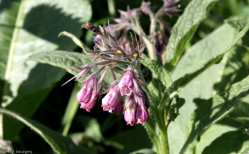 A fekete nadálytő az év gyógynövénye