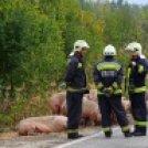 Sertéseket szállító kamion pótkocsija borult fel