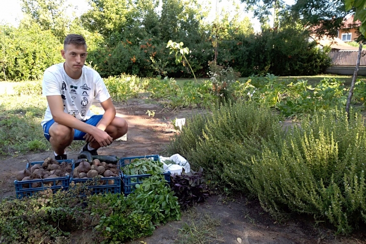 Vegyszermentes zöldfűszereket és zöldségeket termelnek a mezgés diákok