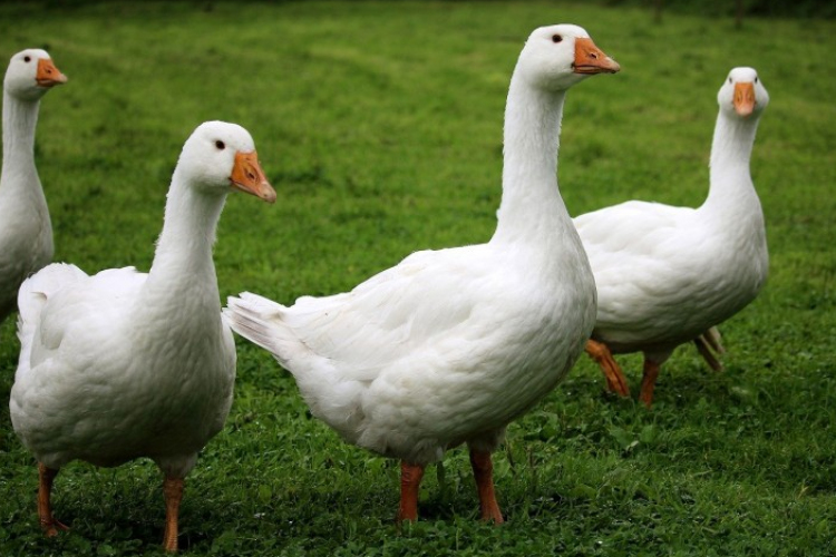 Szigorú intézkedéseket vezettek be, hogy megelőzzék a madárinfluenza újbóli elterjedését