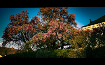 A mélykúti júdásfa lett idén az Év fája