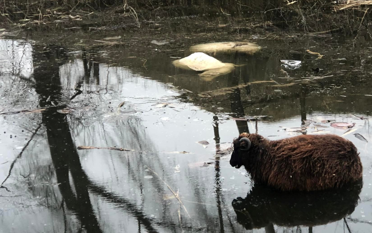 Nem tudják mi ölte meg a birkákat Kiskunfélegyházán