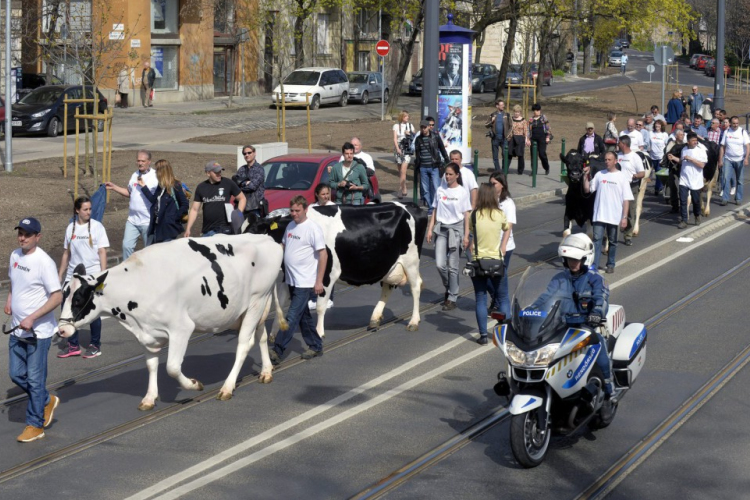 Tehenekkel vonultak fel a tejtermelők a fővárosban
