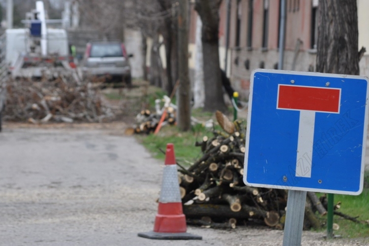 Nyesik a fákat a Gárdonyi Géza utcában