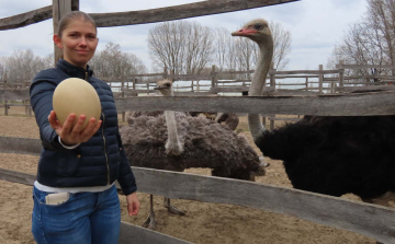 Félig hobbijuk a strucctartás