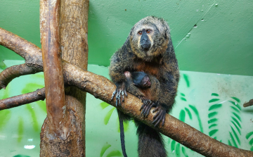 Tündérpofa sátánmajom született Szegeden