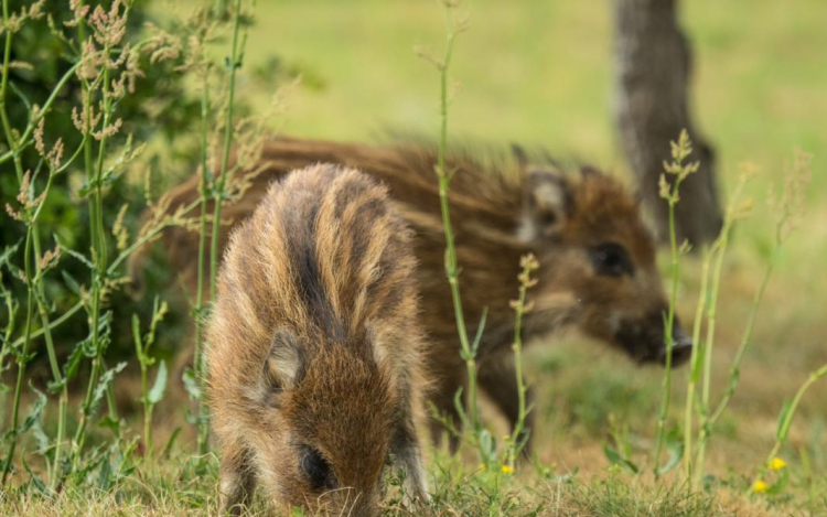 Érdemes figyelni a túrázóknak a vaddisznók ellési időszaka miatt