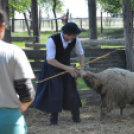 Levetkőztek a Mezgé tangazdaság birkái