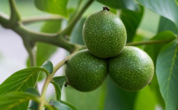 Zöld dió: nagymamáink féltve őrzött kincse