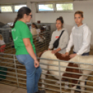 Idén is számos érdeklődőt vonzott a Mezgé piknik